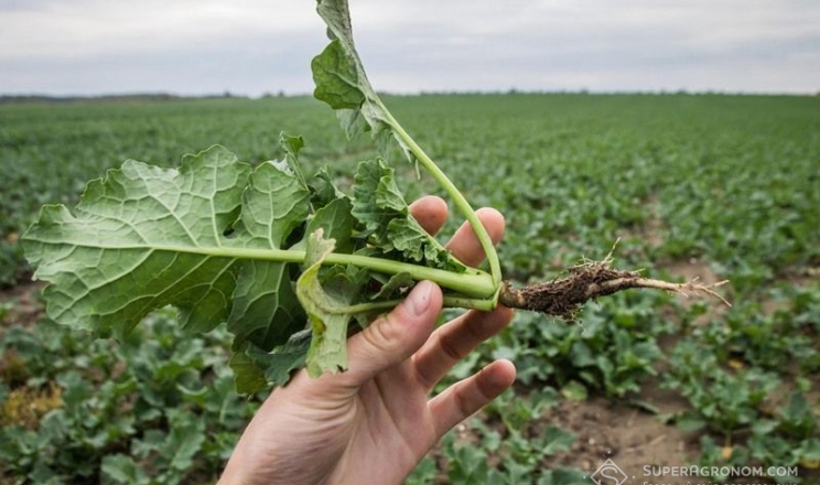 У Ristone Agro підбирають глибину сівби ріпаку залежно від запасів вологи