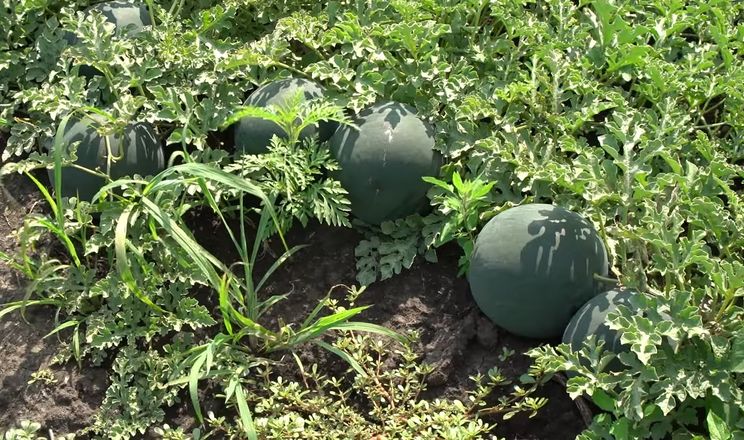 На Кіровоградщині розпочали збір ультраранніх кавунів