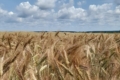 На Львівщині похолодання та дощі покращили умови для посівів