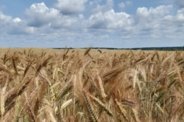 На Львівщині похолодання та дощі покращили умови для посівів