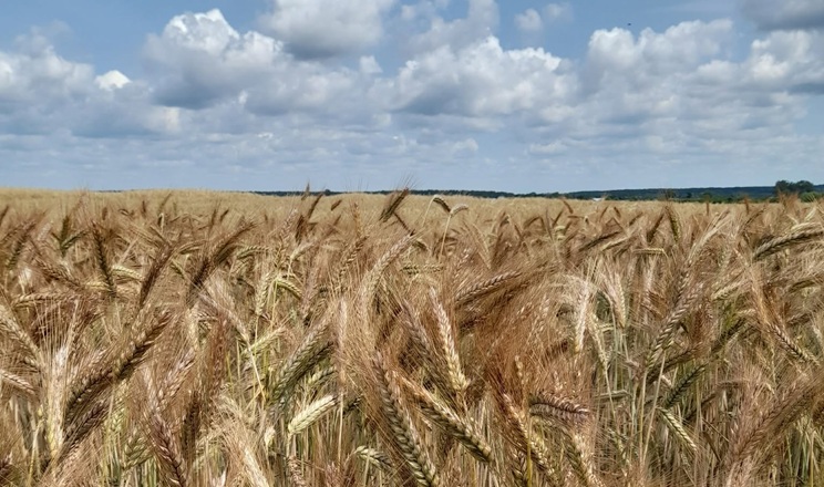 На Львівщині похолодання та дощі покращили умови для посівів
