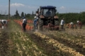 Одеську корейську цибулю експортуватимуть до ЄС