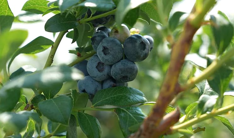 На плантації у Великих Лучках вирощують 8 сортів лохини
