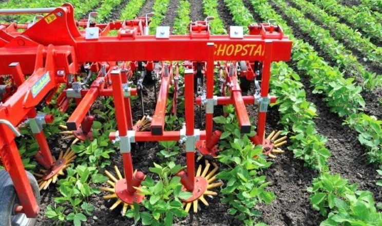 На Кіровоградщині розширять площі під озимою пшеницею через дефіцит вологи