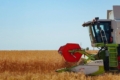 Озимий ріпак у Tekom Agro Group на Одещині збирають з урожайністю в межах 30 ц/га