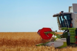 Озимий ріпак у Tekom Agro Group на Одещині збирають з урожайністю в межах 30 ц/га