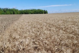 Дощі на Львівщині уповільнюють жнива та погіршують якість зерна