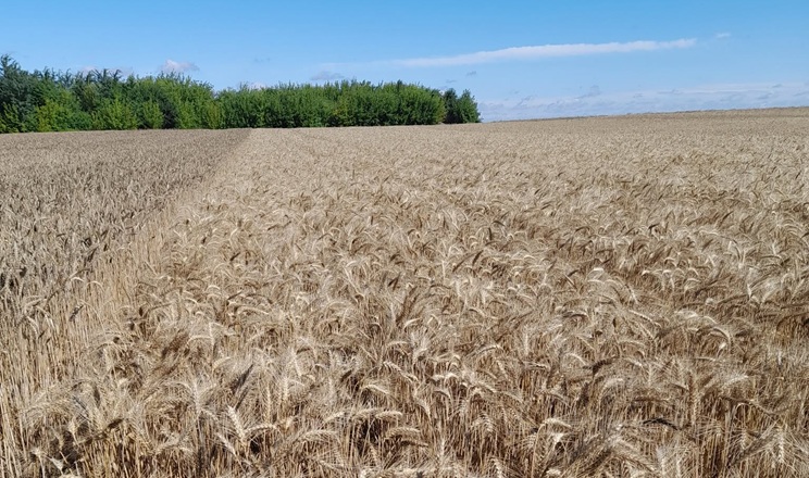 Дощі на Львівщині уповільнюють жнива та погіршують якість зерна
