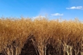 Урожайність і якість озимого ріпаку в Tekom Agro Group перевищує очікування