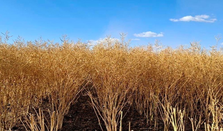 Урожайність і якість озимого ріпаку в Tekom Agro Group перевищує очікування