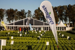 Syngenta презентує нове покоління гібридів капуст, стійких до кіли