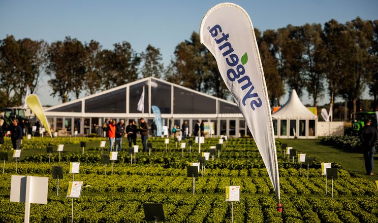 Syngenta презентує нове покоління гібридів капуст, стійких до кіли