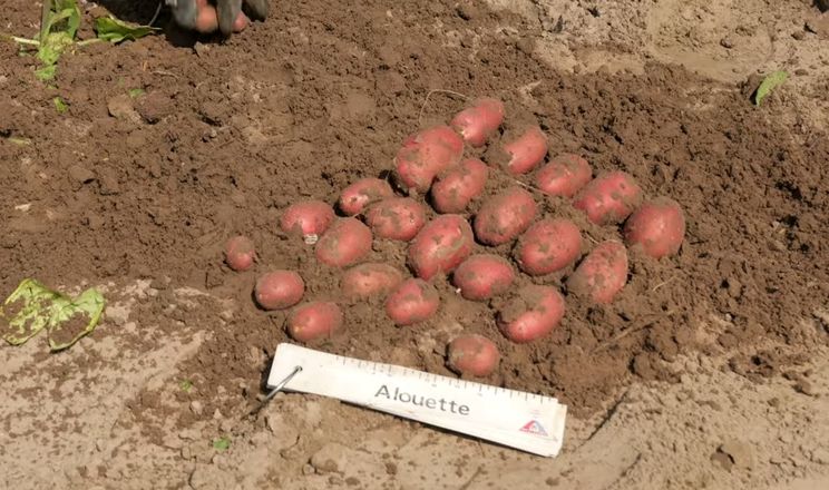 Сорт картоплі Джолін показав урожайність 30 тонн/га