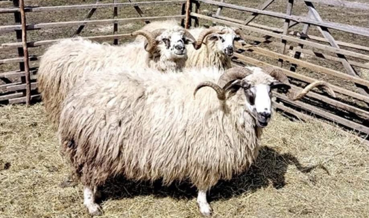 Закарпатський племрепродуктор не спостерігає високого попиту на овець