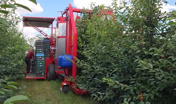 Господарство на Миколаївщині за сезон планує зібрати 300 тонн вишень
