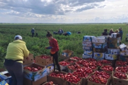 Озвучена зарплата збирача овочів&nbsp;