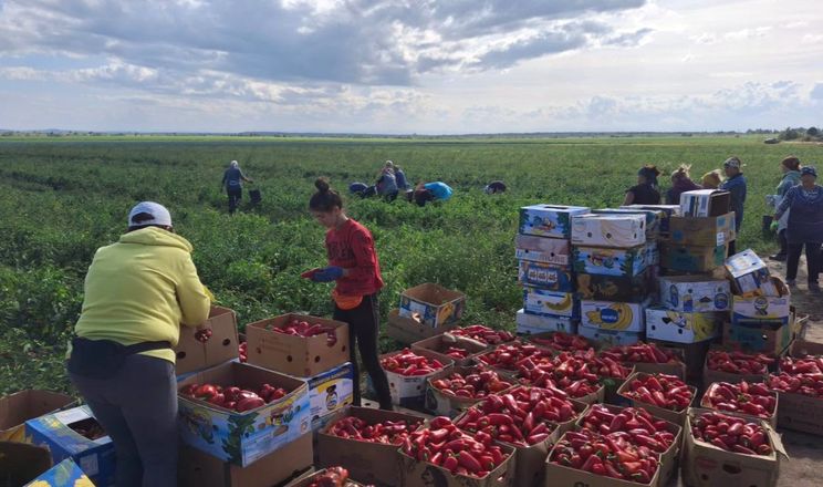 Озвучена зарплата збирача овочів&nbsp;