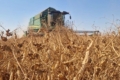Одне з господарств Tekom Agro Group завершило жнива зимуючого гороху
