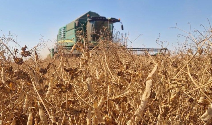 Одне з господарств Tekom Agro Group завершило жнива зимуючого гороху