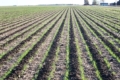 <strong>На strip-till у ПСП «Перемога» витрачають 40–45 л/га пального</strong>