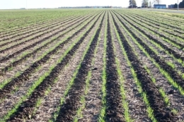 <strong>На strip-till у ПСП «Перемога» витрачають 40–45 л/га пального</strong>