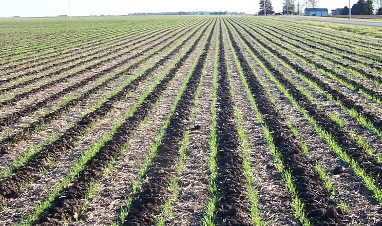<strong>На strip-till у ПСП «Перемога» витрачають 40–45 л/га пального</strong>