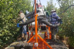 У США розробили вакуумну систему Bandit Cyclone для збору яблук