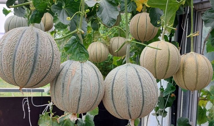 Бельгійський фермер вирощує дині у теплицях замість полуниці