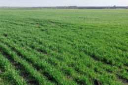 Мінімальний обробіток ґрунту відновлює його структуру за 3-5 років