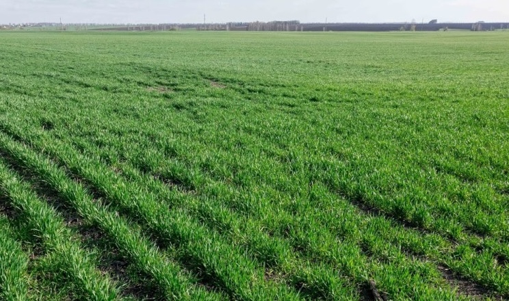 Мінімальний обробіток ґрунту відновлює його структуру за 3-5 років