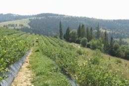 Закарпатські фермери збирають до 3 кг лохини з куща на висоті 800 м