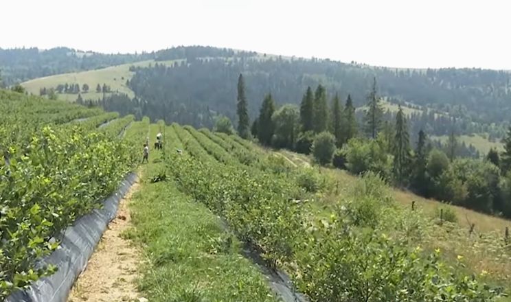 Закарпатські фермери збирають до 3 кг лохини з куща на висоті 800 м