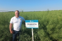 Надранні посіви ріпаку озимого: чи варто знижувати густоту сівби