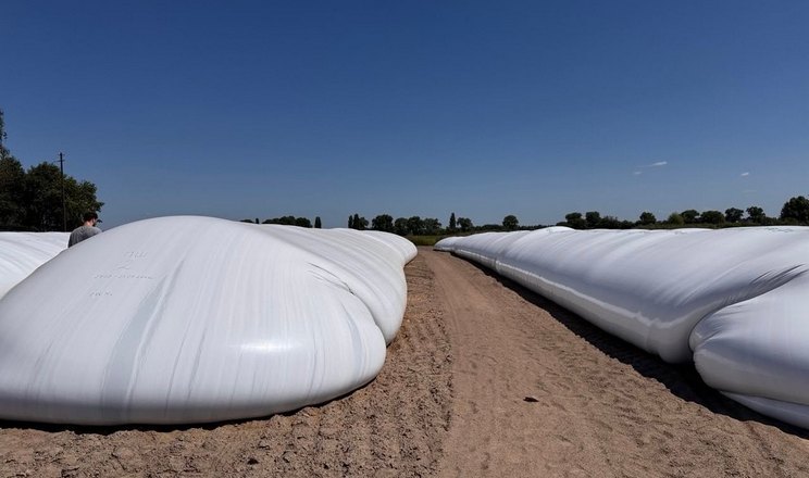 У HarvEast Holding частину врожаю пшениці заклали в руками