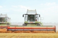 Три господарства Tekom Agro Group завершили збирання сочевиці
