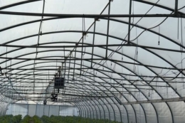 Витрати на гектар овочів сягнули до 450 тис. грн