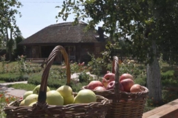 У Сосницькій громаді Чернігівщини вродив рекордний урожай яблук