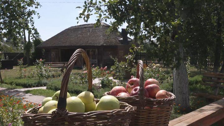 У Сосницькій громаді Чернігівщини вродив рекордний урожай яблук