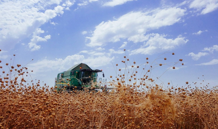 Два господарства Tekom Agro Group зібрали перший урожай льону