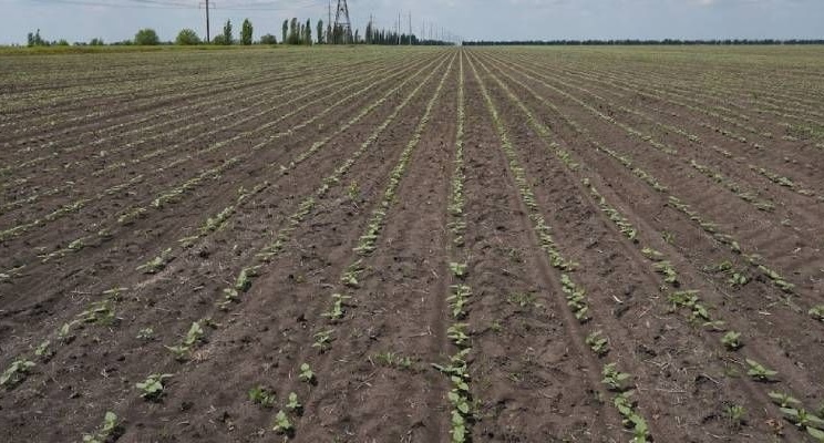 Добрива вносять на глибину 20-25 см одночасно з розпушенням