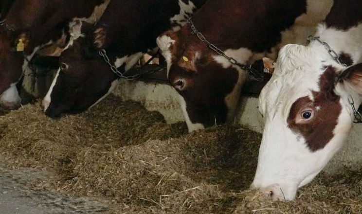 Через падіння ціни на молоко фермери не можуть скорочувати годівлю та надої