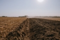 Після випробування no-till у «Крячківка Агро» повернулися до оранки