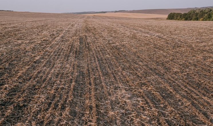 У господарстві поєднують strip-till і традиційний обробіток ґрунту