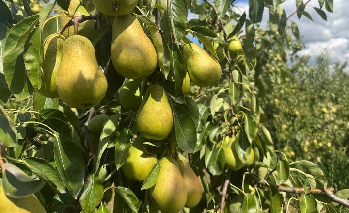 На Вінниччині очікують вищий урожай груш попри затримку дозрівання