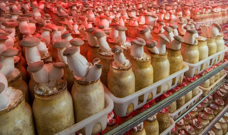 Український виробник королівської гливи розширює виробництво