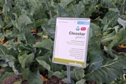 Syngenta презентувала нове покоління цвітної капусти зі стійкістю до кили