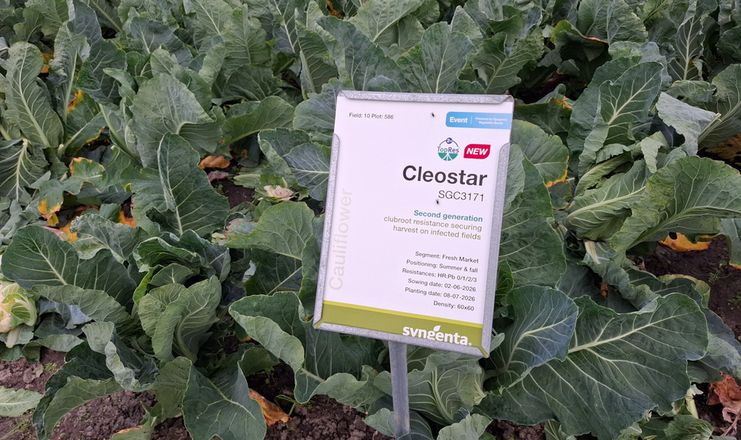 Syngenta презентувала нове покоління цвітної капусти зі стійкістю до кили