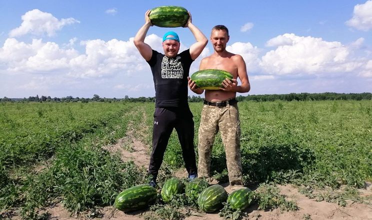 На Волині фермер зібрав 120 тонн кавунів із 2 га&nbsp;