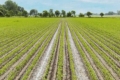 Семирічний no-till допомагає працювати за нестабільної навігації