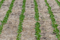 No-till скорочує потребу в техніці та людях